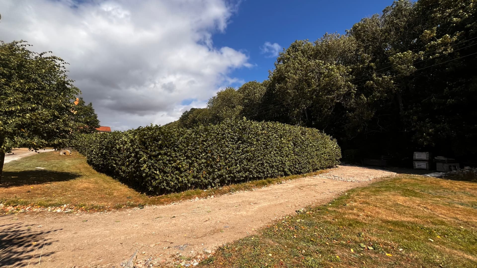 Neatly trimmed hedge bordering a gravel driveway